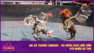 Đá Gà Thomo Xeng88 - Bộ Môn Cược Hấp Dẫn Nhiều Kê Thủ