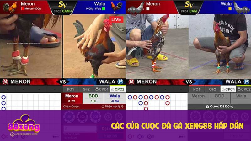 Các cửa cược chọi gà Xeng88